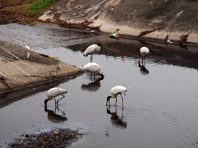 [Five wood storks standing in the water. Four have their beaks in the water.]
